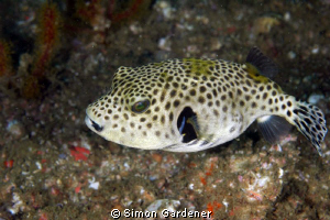 pufferfish  shot with nikon D70s with 70mm macro by Simon Gardener 